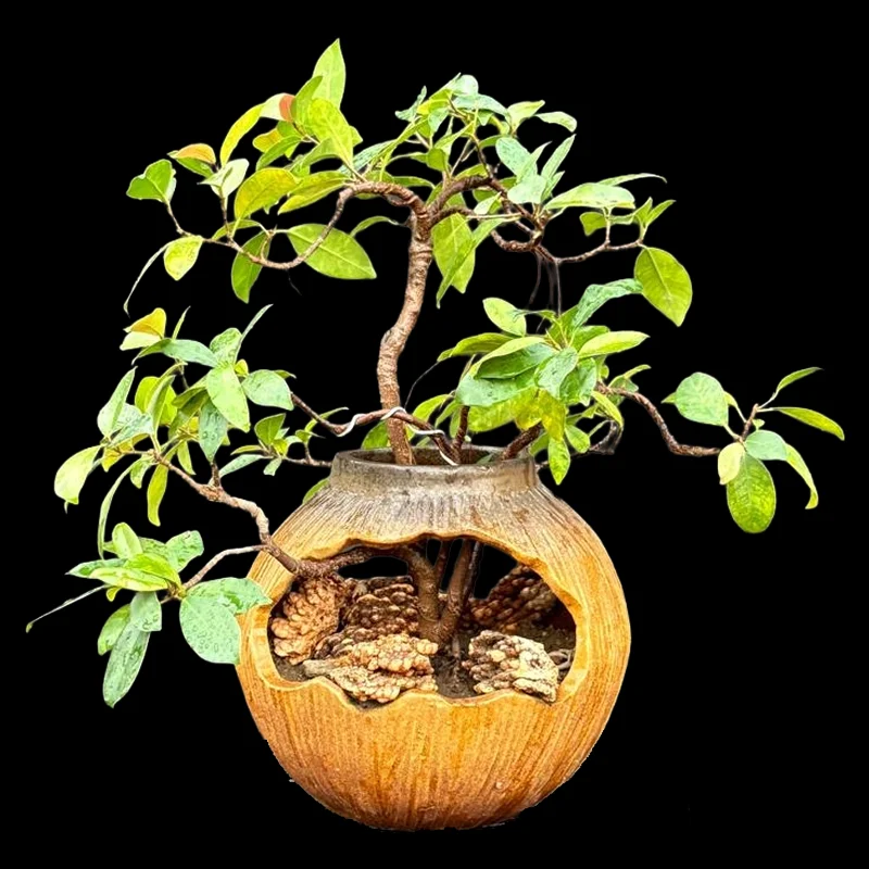FICUS MICROCARPA